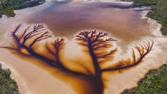Fotógrafo capta un sorprendente “árbol de la vida” en imágenes aéreas de un lago en declive (Video)