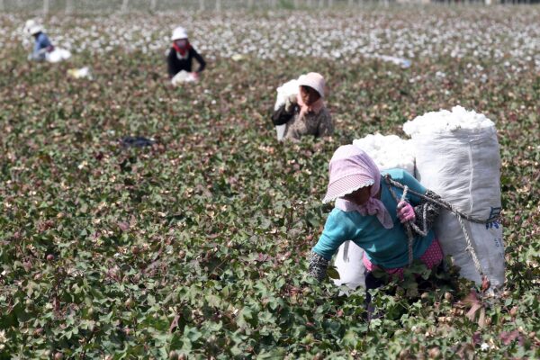 Agricultores recogiendo algodón en los campos durante la temporada de cosecha en Hami, en la región noroccidental china de Xinjiang, el 20 de septiembre de 2015. (STR/AFP vía Getty Images)