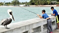Encuentre peces, recuerdos y vida salvaje en los Cayos de Florida