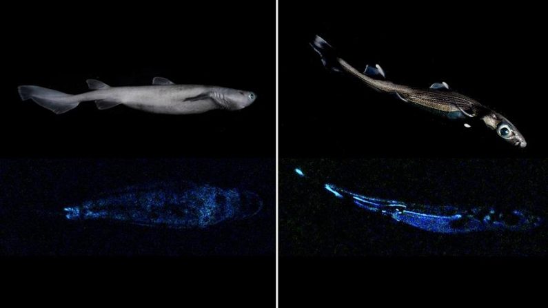 Imagen cedida sin fechar de un tiburón de 1.80 metros de largo, que brilla en la oscuridad y habita las profundidades de las aguas de Nueva Zelanda, y es el "vertebrado luminoso más grande del mundo que se conoce hasta la fecha", según un estudio científico publicado este martes 2 de marzo de 2021. EFE/Instituto Neozelandés de Investigación del Agua y la Atmósfera (NIWA)