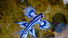 «Dragón azul», el diminuto y peligroso animal que está apareciendo en las playas turísticas