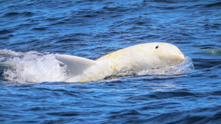 Fotógrafo capta impresionantes imágenes de raro delfín blanco apodado «Casper» en bahía de Monterey