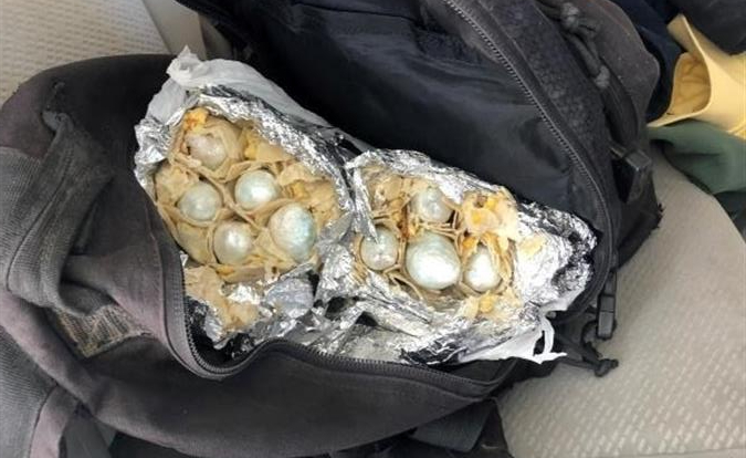 Fotografía cedida por la Oficina de Aduanas y Protección Fronteriza (CBP) donde se muestra una mochila llena de burritos con varios paquetes de píldoras del opiáceo fentanilo detectados por un perro de la Patrulla Fronteriza en un puesto de control migratorio en Arizona. (EFE/CBP)