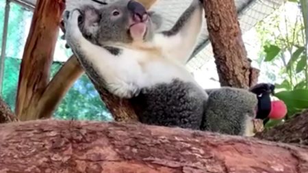 Koala sin una pata se convierte en el primero en usar una prótesis gracias a un creativo dentista