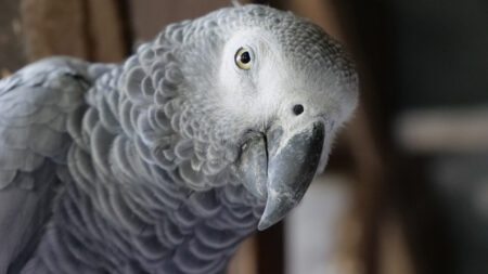 Loro perdido en California regresa a casa cuatro años después y sorprende a su dueño hablando español