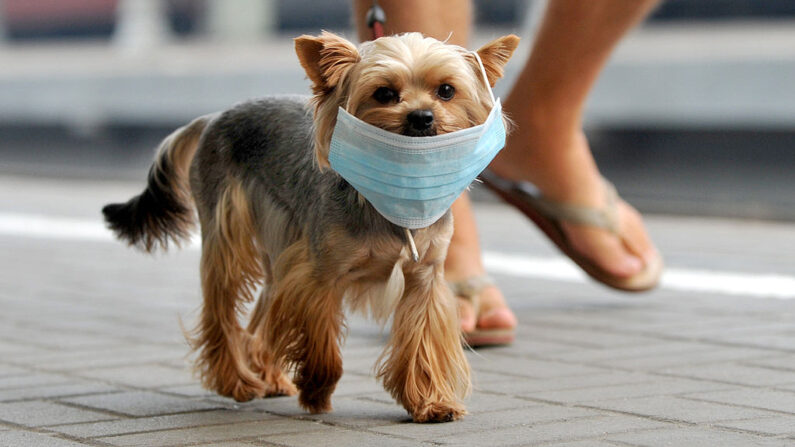 Un perro pequeño con una mascarilla se ve en una calle de Moscú, Rusia, el 10 de agosto de 2010. (Viktor Drachev / AFP vía Getty Images)