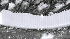 Video capta a «coyote» dejando caer a niñas migrantes desde valla fronteriza