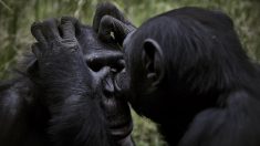 Simios de un zoológico de EE.UU., primeros animales en recibir vacuna contra covid-19