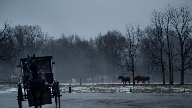 Una calesa Amish pasa entre caballos en Shipshewana, Indiana, el 24 de enero de 2020. (Brendan Smialowski /AFP vía Getty Images)
