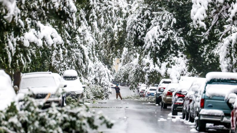 Un hombre intenta limpiar ramas de nieve durante una tormenta de invierno a principios de la temporada el 9 de septiembre de 2020 en Boulder, Colorado. (Michael Ciaglo / Getty Images)