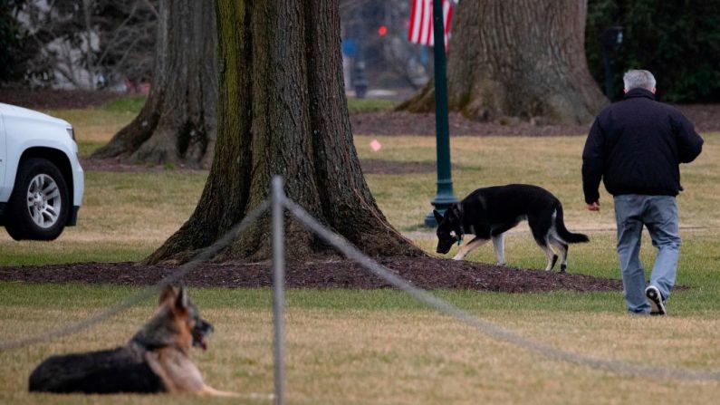 Los perros del presidente Joe Biden, Champ y Major, se encuentran en el jardín sur de la Casa Blanca, en Washington, D.C., el 25 de enero de 2021. (Foto de JIM WATSON/AFP a través de Getty Images)