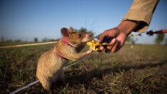 Heroica rata detectora de minas recibe medalla de oro por su valentía y devoción salvando vidas humanas