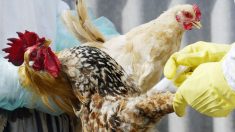 Rusia dice que gripe aviar detectada puede mutar y transmitirse entre humanos