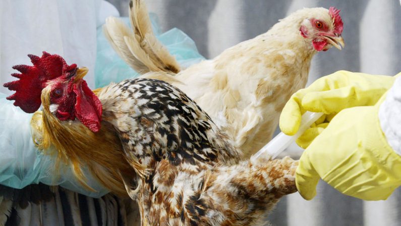 Un veterinario administra una inyección a una gallina en una pequeña granja afectada por la gripe aviar en la aldea siberiana de Oktyabrskoe en la región de Chelyabinsk en los Urales, Rusia, el 22 de agosto de 2005. (Yuri Tutov / AFP a través de Getty Images)