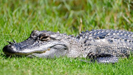 Muere una mujer en Florida al caer a un estanque con caimanes