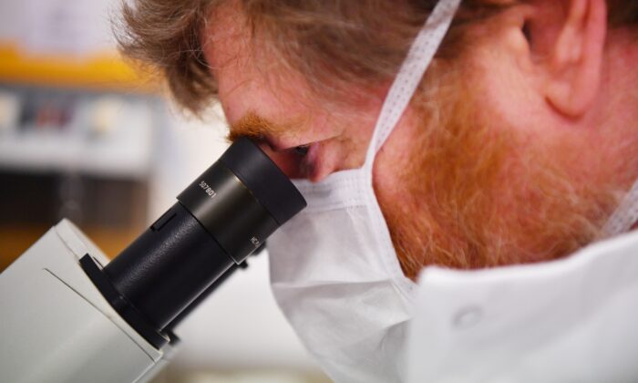 Un científico usa un microscopio para observar las células que contienen el nuevo coronavirus SARS-CoV-2 en una foto de archivo tomada en el laboratorio Stabilitech en Burgess Hill, al sureste de Inglaterra, el 15 de mayo de 2020. (Ben Stansall/AFP a través de Getty Images)