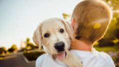 10 razones para adoptar y no comprar una nueva mascota: la #7 incluso tiene beneficios para la salud