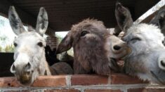 “Burrolandia” en México es el primer santuario en Latinoamérica con más de 50 burros en protección