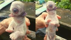 Cachorro «cíclope» con un solo ojo en la frente y sin nariz nace en Filipinas
