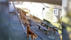 Cámara de seguridad capta a perro subiendo escalera empinada hasta el tejado y su video se hace viral