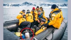 Pingüino se salva de ser devorado por manada de orcas: ¡Decidió saltar dentro de un bote de turistas!