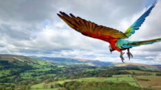 Loro entrenado para volar libremente se eleva sobre espectacular paisaje, ¡las fotos son increíbles!