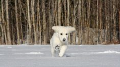 Adorable cachorra se entrena en terreno hostil para convertirse en rescatista de avalanchas