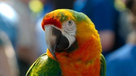 Joven venezolano rescata a una guacamaya herida, pero lo arrestan debido a un posteo equivocado