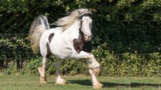 Hermoso y audaz caballo gitano descubierto en un campo inglés tiene el encanto de una novela romántica