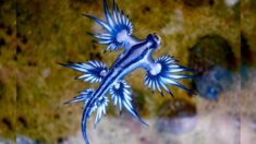 Babosas marinas llamadas «dragón azul» son bonitas y llamativas pero tienen un potente aguijón
