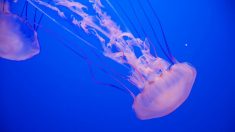 Adolescente australiano muere por una picadura de medusa frente a la costa de Queensland y provoca una advertencia pública