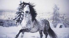 Fotógrafa sueca comparte impresionantes imágenes que captan la sublime belleza del caballo lusitano