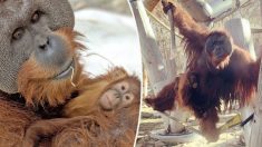 Orangután macho cuida a su hija de 2 años tras repentina muerte de su madre: “Es extremadamente raro”
