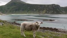 Rescatan a una oveja atrapada en medio del océano en Australia: ¡La vieron justo a tiempo!