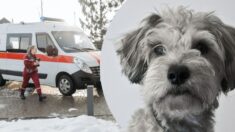 Perrito corre tras ambulancia en la que va su dueño y le permiten subir para acompañarlo al hospital