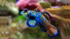 Colorido “pez mandarín” es hermoso, pero le contamos por qué nunca debe tocarlo
