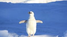 Extraordinario pingüino blanco fue captado por un fotógrafo en la Antártida: «El más raro de todos»