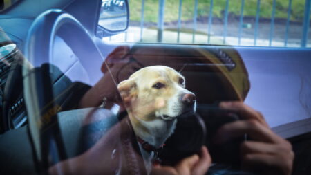 Policía salva a cachorro encerrado en un auto en medio del intenso calor: “Lo sacaron a tiempo”