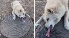 Hombre rescata a un perrito con la lengua pegada a una alcantarilla: ¡El frío lo puso en aprietos!