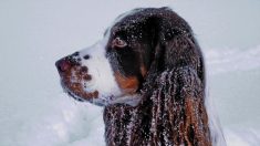 Rescatan a perro atrapado en un pozo tras estar perdido 43 días en los gélidos fríos de Michigan