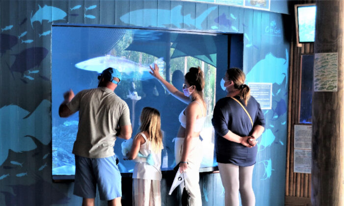 Visitantes del acuario Encounters en Marathon, Florida, alimentan cuidadosamente a los tiburones. (Cortesía de Victor Block)