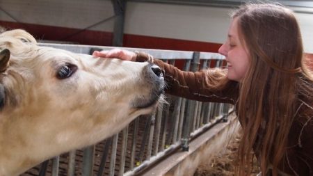 Abrazos de vacas para relajarse durante la pandemia: «Son como pastillas para la felicidad»