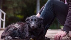 Perrito de Ecuador cae por un desfiladero y solo los bomberos logran rescatarlo: “¡Son los mejores!”