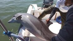 Guardaparques de Ecuador gritan de emoción tras salvar a delfín herido atrapado en una red de pesca