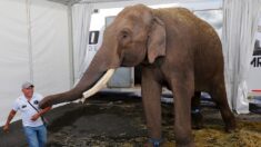 Liberan a «Big Boy» el elefante que pasó toda su vida encadenado bajo una carpa de circo en México