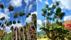 Truco japonés de bonsái del siglo XV para cultivar cedros rectos y evitar la deforestación