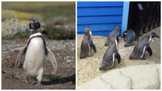 Pingüinos recorren las calles de Ciudad del Cabo en un ambiente libre de humanos por la cuarentena