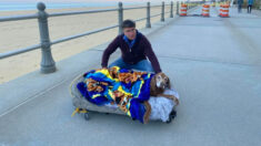 Hizo una cama móvil para que su perrita anciana dé paseos en la playa antes de morir
