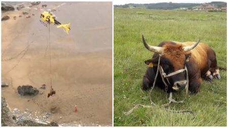 Rescate de película: toro que cae por un acantilado en España se convierte en un “bovino volador”