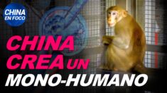 China en Foco: China crea un embrión mono-humano. Países se preparan para el peor escenario